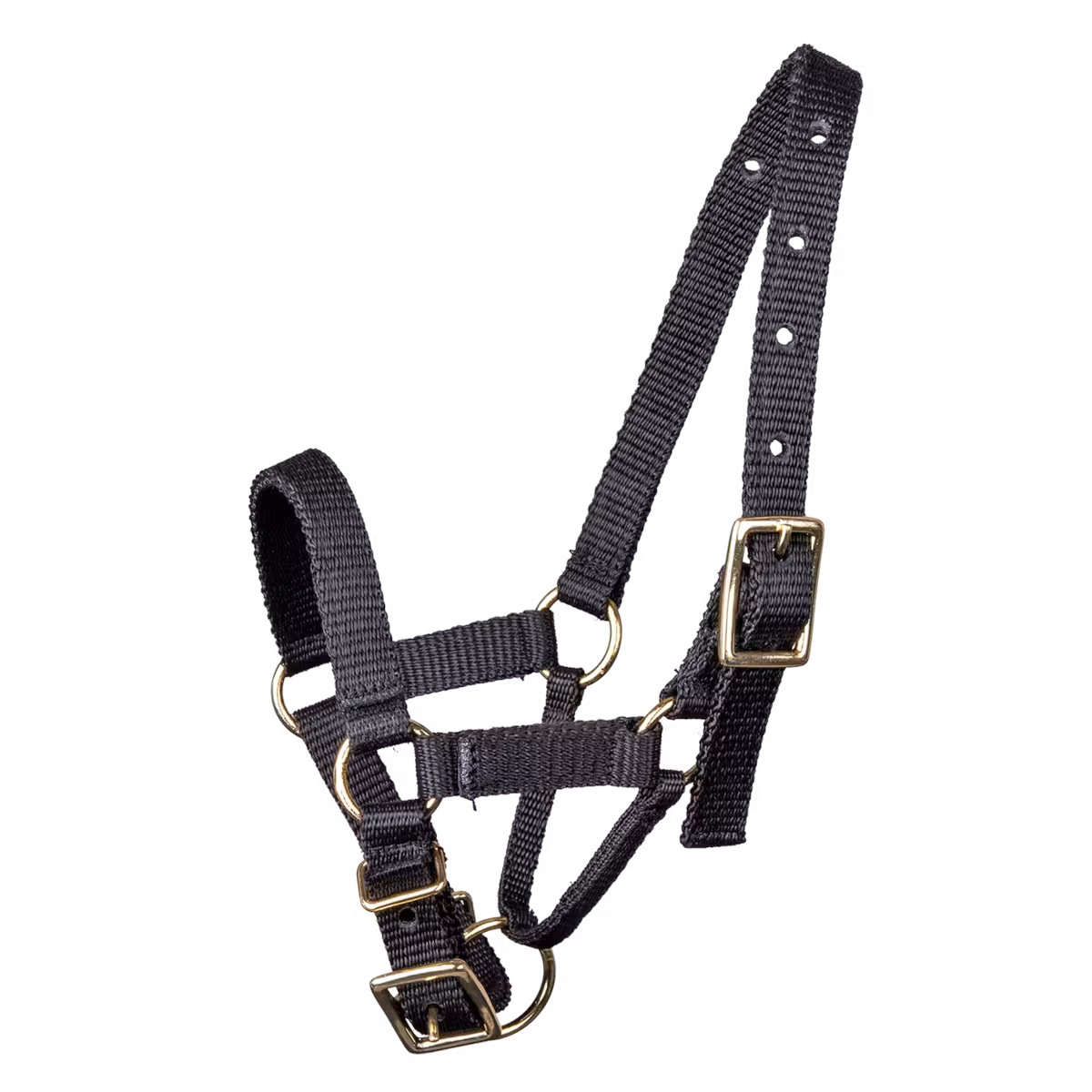 Alpaka Halfter mit Dornschale